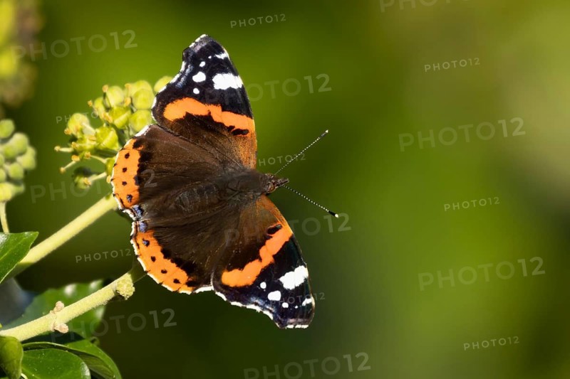Red admiral butterfly (Vanessa atalanta) adult insect feeding on an Ivy (Hedera helix) flowers in summer, Suffolk, England, United Kingdom