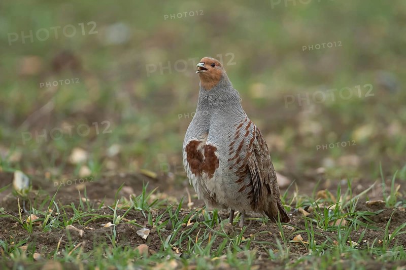 Grey or English or Hungarian partridge (Perdix perdix) adult male game bird calling in a farmland cereal field, Suffolk, England, United Kingdom