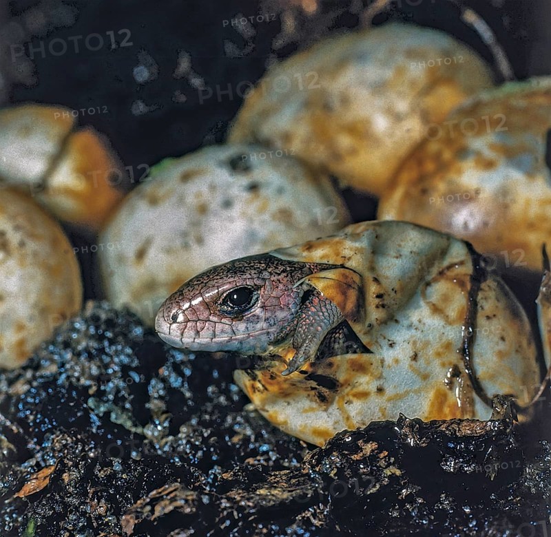 Lacerta agilis, sand lizard, sand lizard, clutch, critters, lizards, lizards, ffh, clutches, reptiles, lizards, reptilia, reptiles, hatching