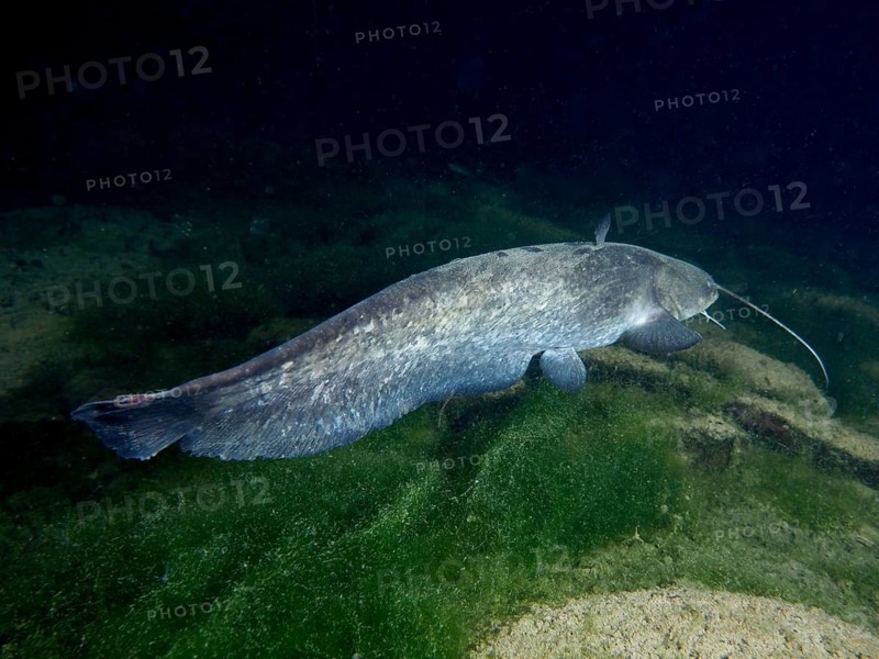 Catfish (Silurus glanis), Waller, swims at night over algae-covered ground in a sandy underwater environment, dive site Klosterinsel, Rheinau, Canton Zurich, Rhine, High Rhine, Switzerland, Germany