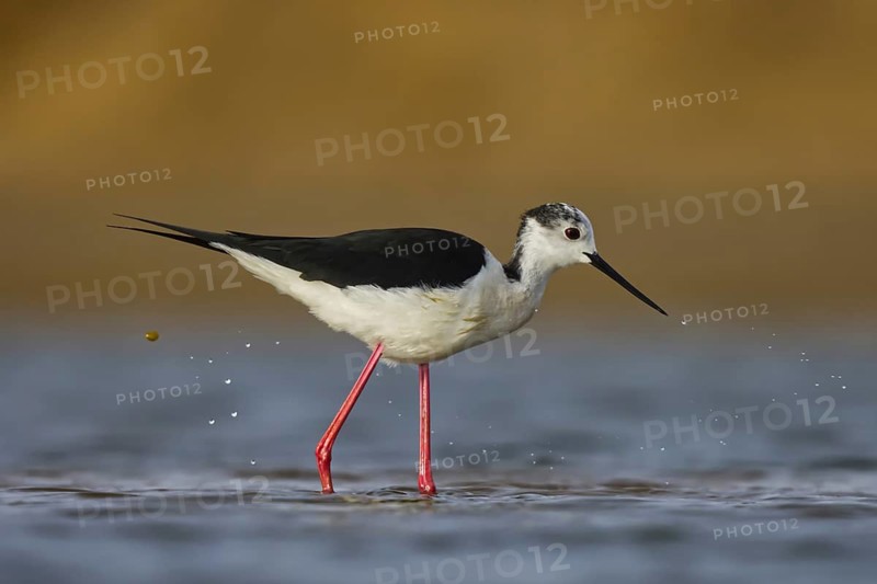 Black-winged Stilt (Himantopus himantopus) male foraging, North Rhine-Westphalia, Germany