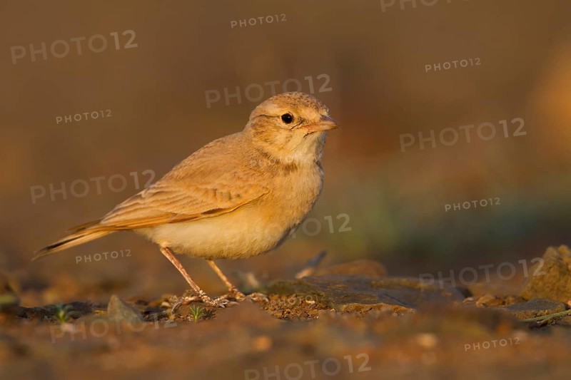 Bar-tailed Desert Lark - Sandlerche - Ammomanes cincturus, Marokko, adult