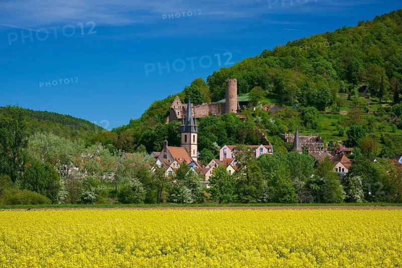 A peaceful town with a castle on a wooded hill surrounded by a yellow blooming field, Scherenburg castle ruins, Gemünden am Main, Main-Spessart district, Spessart, Mainfranken, Lower Franconia, Bavaria, Germany