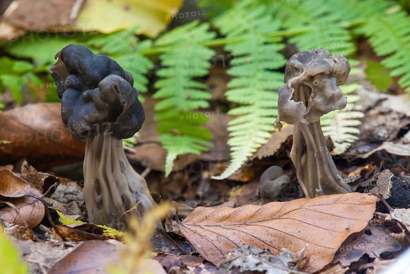 Spring pit laurel, pit laurel, helvella lacunosa, helvella sulcata, helvellaceae, lornel relatives, elf saddle, fluted black elf saddle, fungi, fungus, late grey saddle, mushrooms