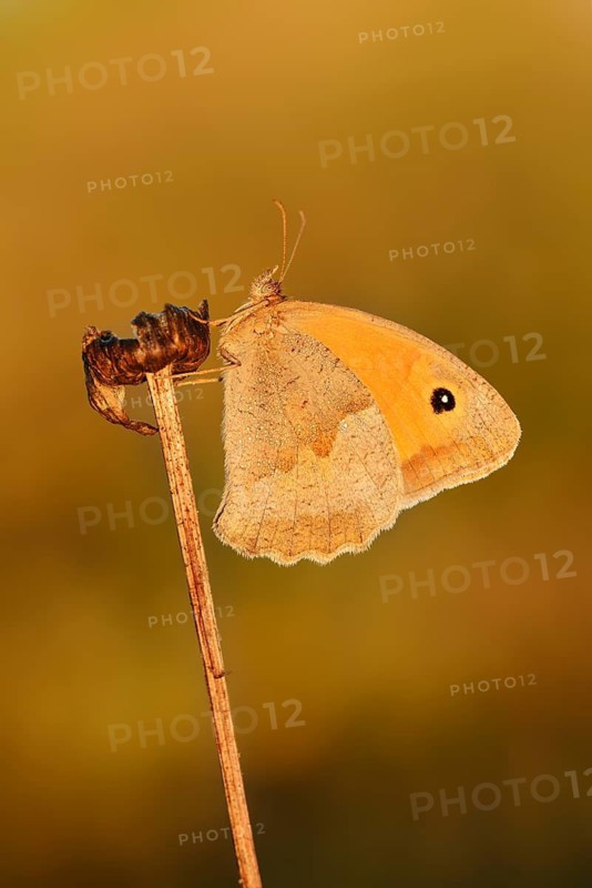 Meadow Brown (Maniola jurtina), female, North Rhine-Westphalia, Germany