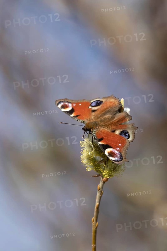Peacock butterfly (Aglais io) adult insect feeding on Goat willow (Salix caprea) blossom in spring, Suffolk, England, United Kingdom