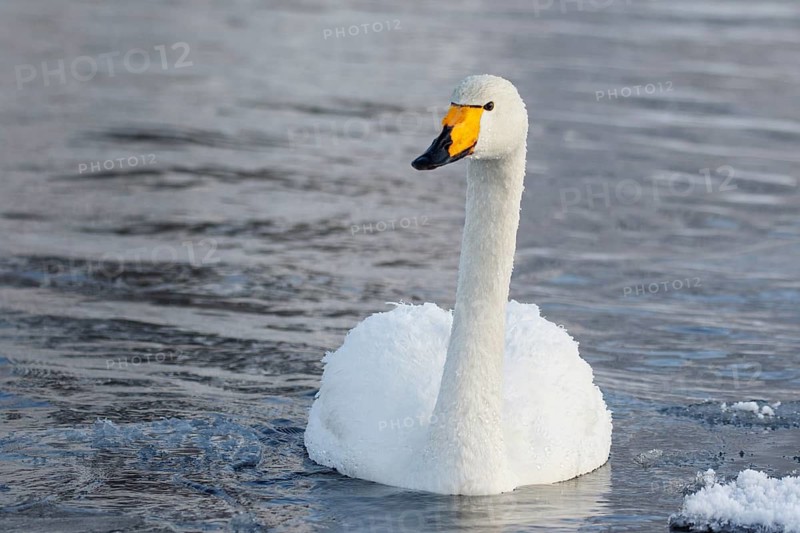 Whooper Swan (Cygnus cygnus), Finland