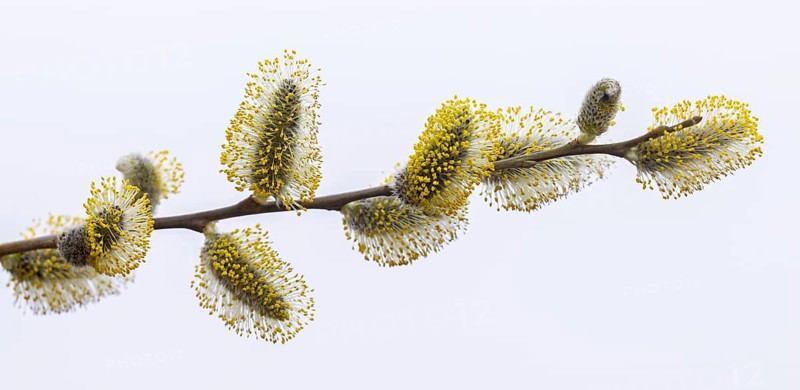 Goat willow, pussy willow, great sallow (Salix caprea) close up of flowering yellow male catkins in spring against white background