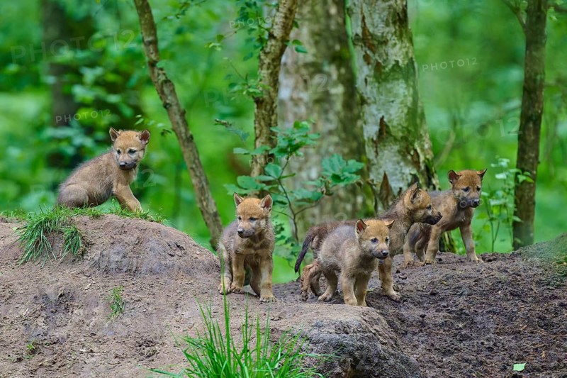 Young wolves on a reconnaissance mission in a forest clearing, wolf (Canis lupus), Germany