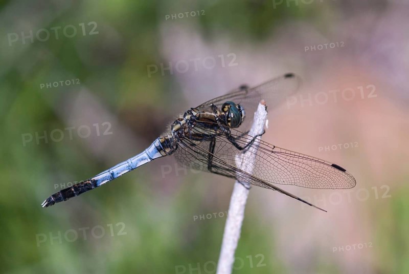 Eastern blue arrow, orthetrum albistylum, white-tailed skimmer, anisoptera, damselflies, dragonflies, Greece, insects, dragonflies, males, odonata