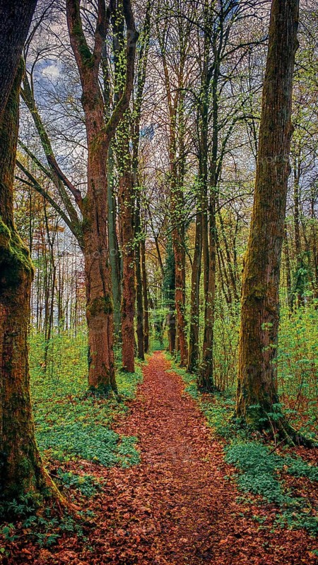 A dense forest trail through tall trees in relaxing shades of green, hiking in spring in the Franconian Forest nature park Park, Upper Franconia