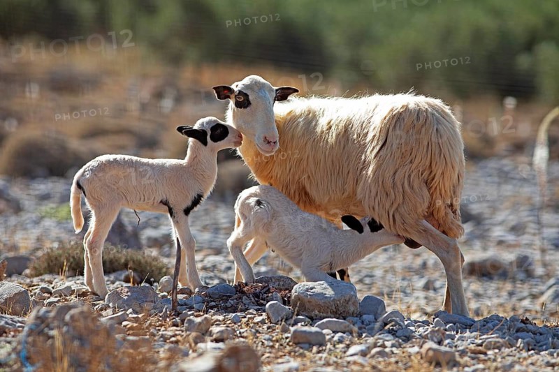 Sheep (Ovis), a ewe nursing her lambs on a stony field, Chóra Sfakion, Chania Regional District, Municipality of Sfakia, Crete, Greece