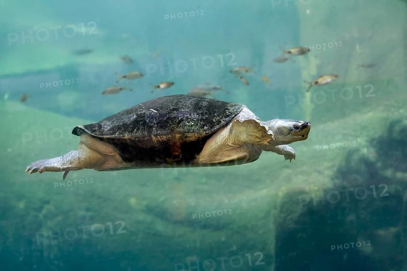 Burmese Roofed Turtle (Batagur trivittata), adult, in water, swimming, Myanmar, Asia, captive