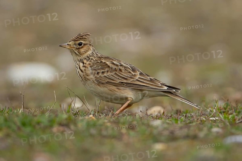 Eurasian skylark (Alauda arvensis) adult bird on grassland, England, United Kingdom