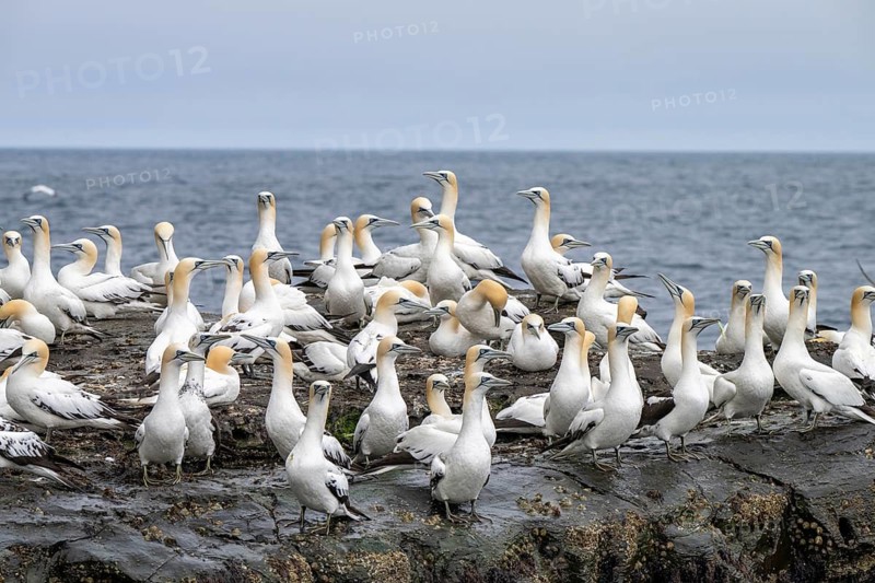A group of adult northern gannets (Morus bassanus) on the rocky cliffs of the island of Noss, Shetland Islands, Scotland, Great Britain