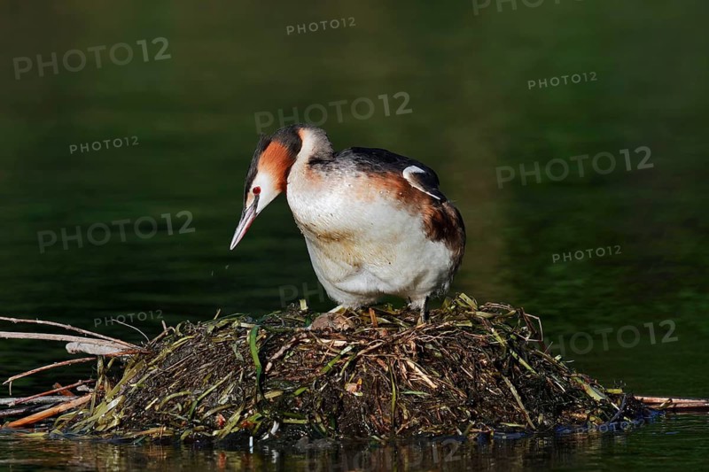 Great Crested Grebe (Podiceps cristatus) on the nest, North Rhine-Westphalia, Germany