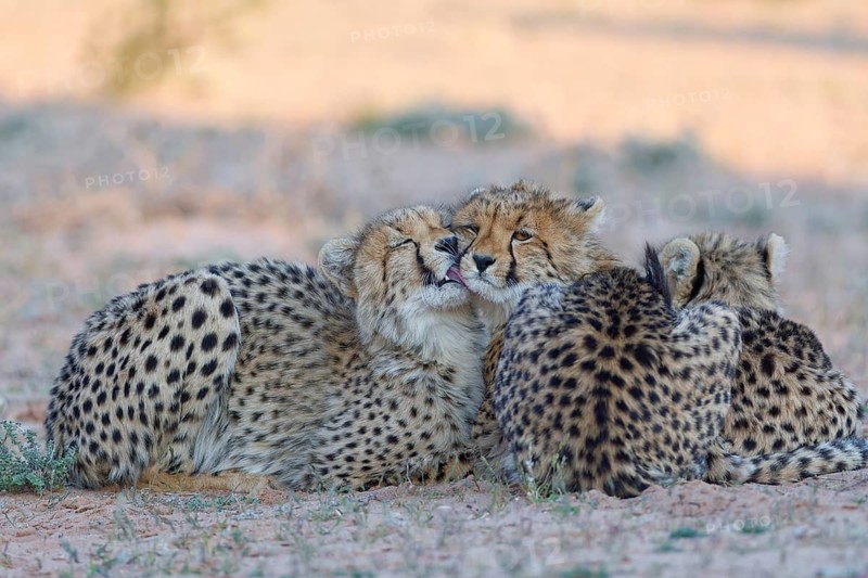 Cheetahs (Acinonyx jubatus), mother (left) with her two cubs, lying in the dry grassland, display of affection, golden evening light, Kgalagadi Transfrontier Park, Northern Cape, South Africa