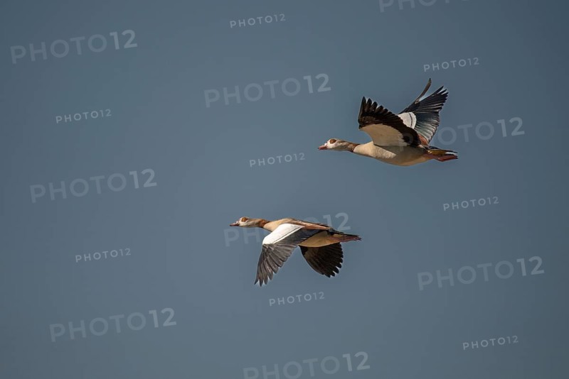 Alopoch Aegyptiacus, Egyptian Goose, Nile Goose, Anatidae, Birds, Duckbirds, Flying, Flight, Goose, Geese, Birds, Waterbirds