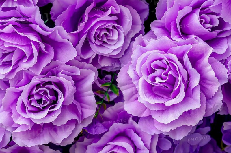 Artificial roses, Pattaya, Thailand