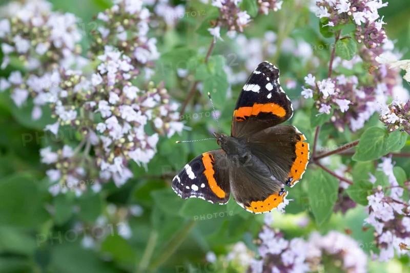 Red admiral butterfly (Vanessa atalanta) adult insect feeding on a garden Wild marjoram flower in summer, Suffolk, England, United Kingdom