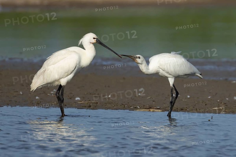 Eurasian spoonbill (Platalea leucorodia) adult bird in a shallow lagoon with a juvenile bird begging for food, England, United Kingdom