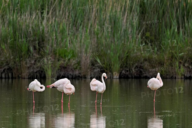 A group of greater flamingos (Phoenicopterus roseus), standing in the water, Camargue Regional Nature Park, southern France