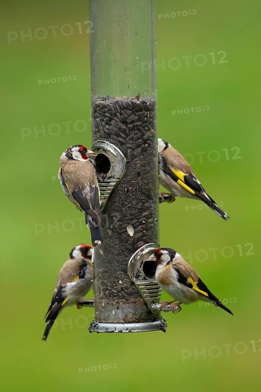 European goldfinch (Carduelis carduelis) four adult garden birds on a seed feeder, England, United Kingdom