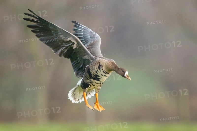 Greater White-fronted Goose (Anser albifrons) flying, North Rhine-Westphalia, Germany