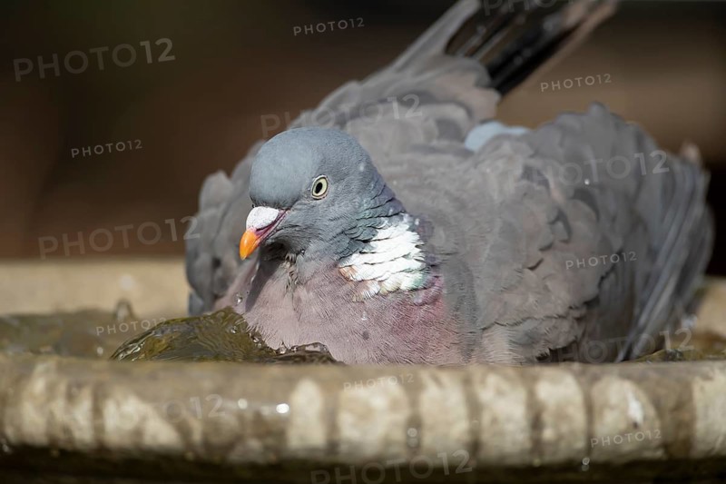 Wood pigeon (Columba palumbus) adult bird bathing in water of a garden bird bath, Suffolk, England, United Kingdom