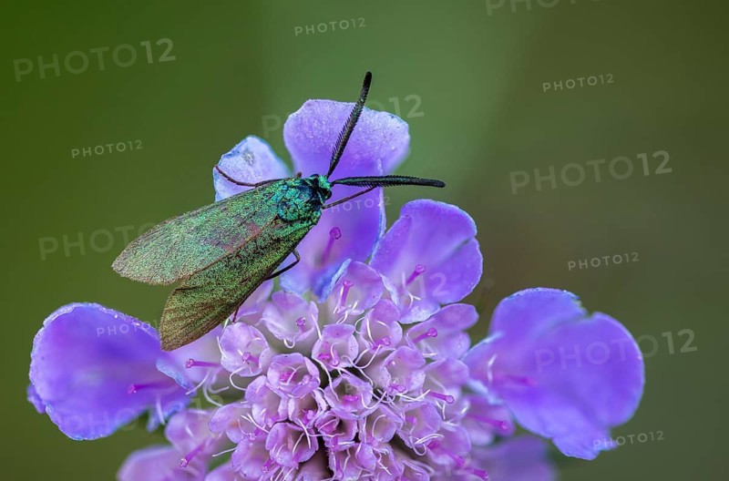 Adscita geryon, cistus forester, green ram, sunrose green ram, zygaenidae, burnet, butterfly, insects, moths, moths, moths, butterfly