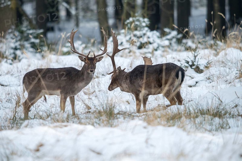 Dama dama, fallow deer, fallow deer, mammals, shovelers, snow, mammals, winter