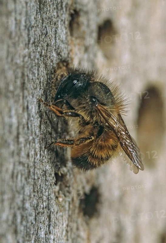 Hymenoptera, osmia rufa, red mason bee, high size, portrait format, insects, insect wood, wild bees