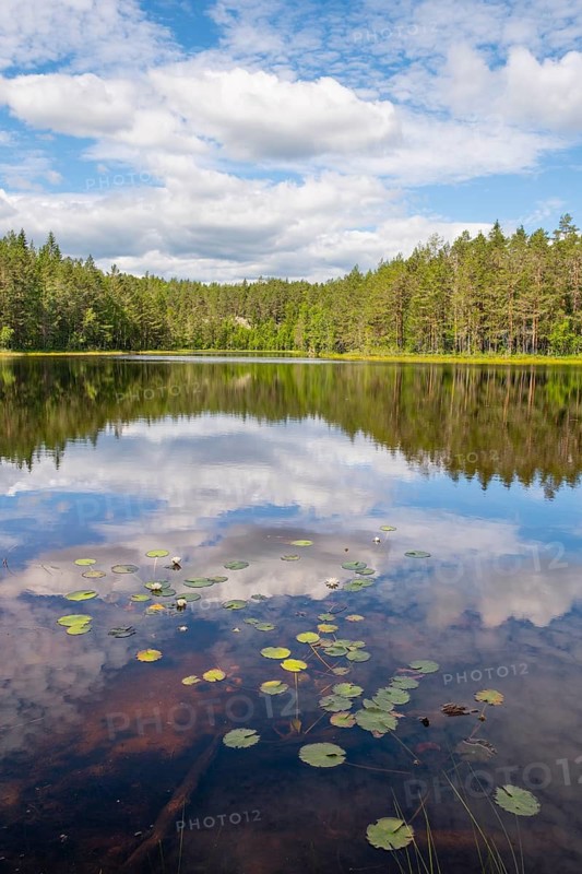 View across Ongeltjørn, water lilies (Nymphaea), Telemark, Norway