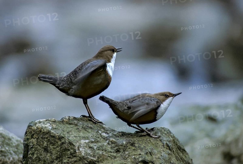 Cinclus cinclus, dippers, dippers, courtship behavior, birds, courtship display, female, leo, male, passeri, songbirds, birds, female
