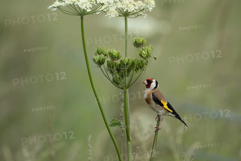 European goldfinch (Carduelis carduelis) adult bird on a Hogweed seedhead, England, United Kingdom