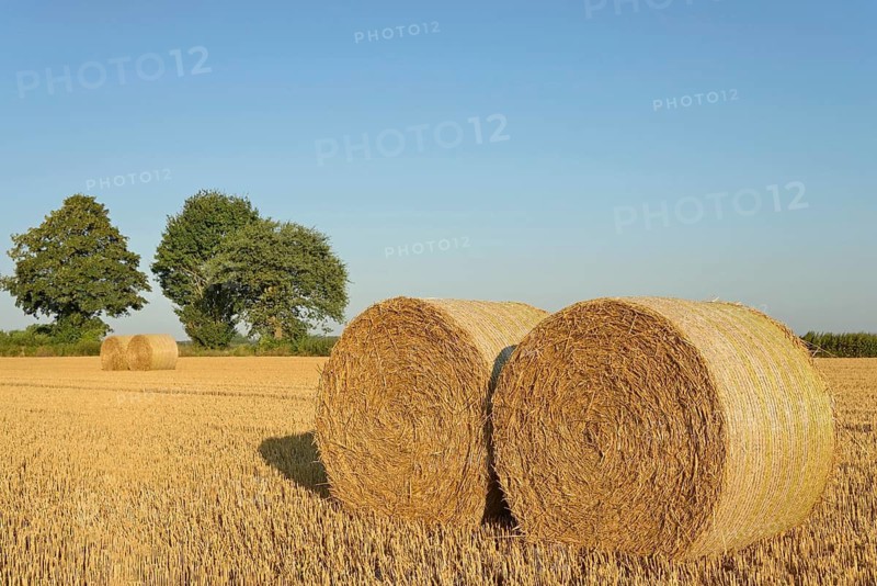 Grain field, stubble field with round straw bales, blue sky, North Rhine-Westphalia, Germany