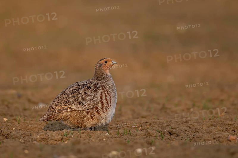 Grey or English or Hungarian partridge (Perdix perdix) adult game bird in a farmland field, Suffolk, England, United Kingdom