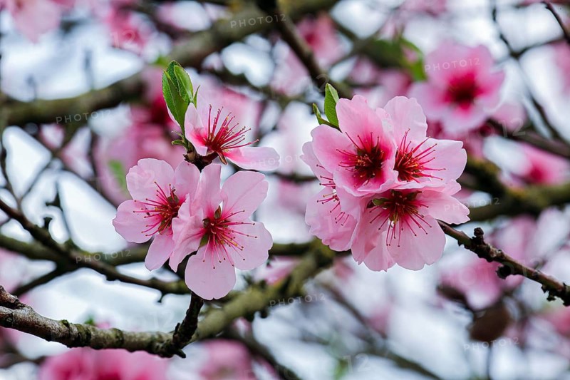 Two pink cherry blossoms on a branch of a tree in full bloom, almond blossom (Prunus dulcis), Rhineland-Palatinate, Germany