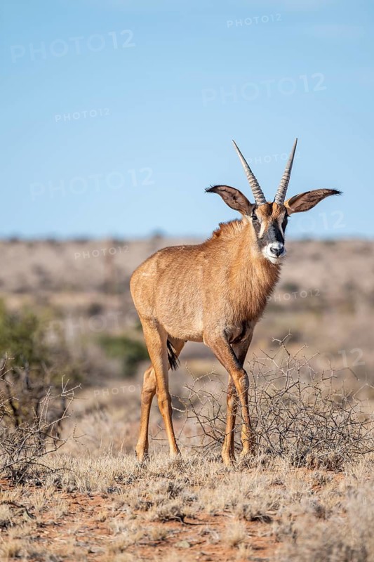 Juvenile roan antelope (Hippotragus equinus) standing in the grasslands, South Africa
