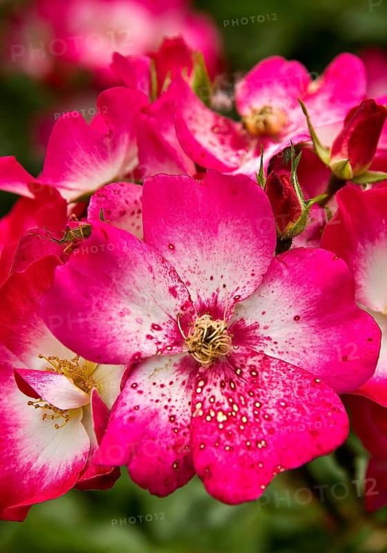 Bukavu rose petals, Moschata hybrid, wide shrub with clusters of simple, cherry-red flowers with a white center, Rosarium, Dortmund, Germany