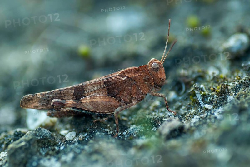 Blue-winged wasteland scare, caelifera, grasshoppers, short-feeler scare, Oedipoda caerulescens, Oedipodinae, blue-winged grasshoppers, grasshoppers, grasshoppers, insects, wasteland scares