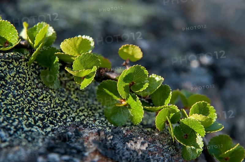Betula nana, Betulaceä, birch family, Finland, polar birch, dwarf birch, flora, plants, plants