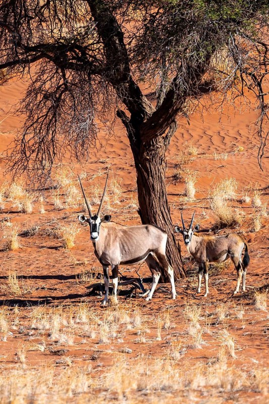 Oryx gazella with young, Oryx antelope, Namib Desert, Namibia