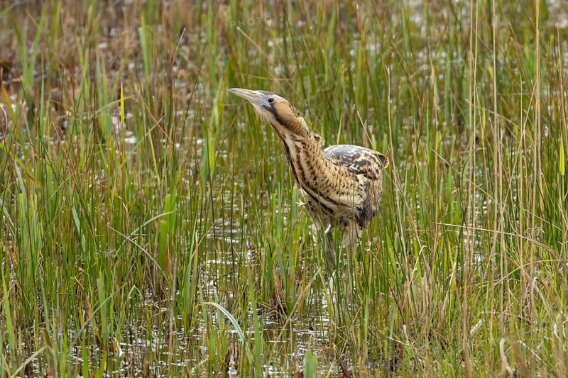Eurasian or Great bittern (Botaurus stellaris) adult bird in a reedbed in spring, RSPB Minsmere nature reserve, Suffolk, England, United Kingdom