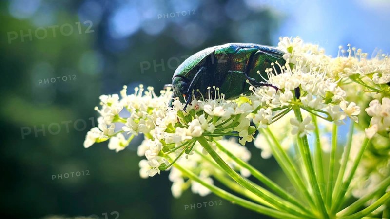 Close-up: a green beetle with a metallic sheen, a rose chafer (Cetonia aurata) rests on white flowers in the sunlight, Stadtsteinach, Steinach Gorge, Frankenwald nature park Park, Upper Franconia