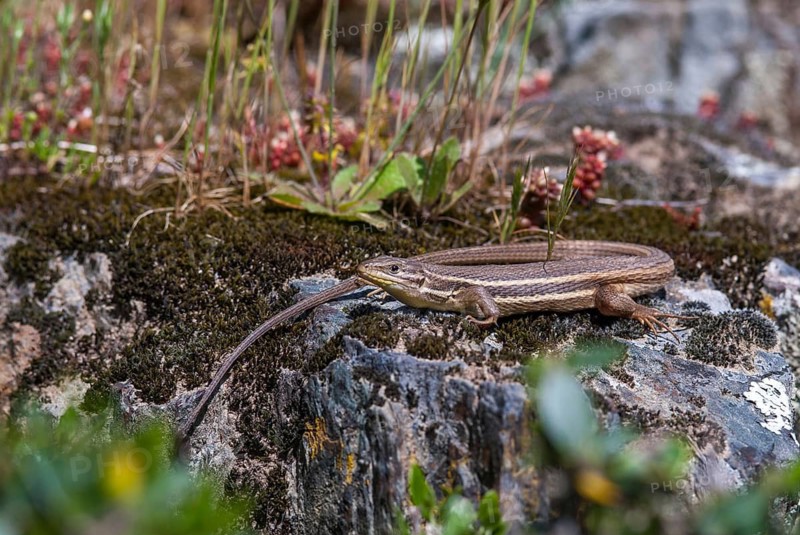 Algerian Sand Racer, Algerian Sandstrider, Psammodromus Algirus, Critters, Lizards, Extremadura, Reptilia, Reptilia, Reptiles, Sleep, Spain