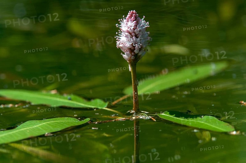 Knotweed, persicaria amphibia, polygonaceae, polygonum amphibium, water knotweed, flora, longroot smartweed, plants, water knotweed, water smartweed