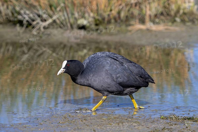 Eurasian coot, common coot (Fulica atra) foraging in the mud along muddy pond bank in spring