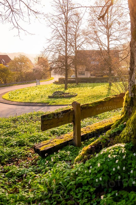 A tree with a bench in front of it, surrounded by a green spring landscape in a village, Dachtel, Aidlingen, Heckengäu region, Germany