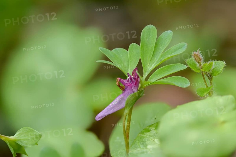 Corydalis fabacea, corydalis intermedia, earth smoke family, fumariaceae, intermediate corydalis, lark spur, medium lark spur, flora, plants, plants